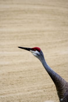 close up of a sandhill crane ( grus canadensis) shot in Florida