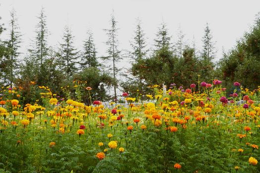 Yellow orange violet Chrysanthemums with Pine and apple trees in the background