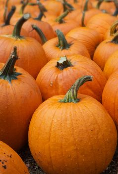 Lots of orange pumpkins with diminishing focus to back