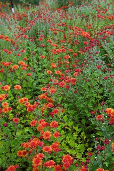 Orange Chrysanthemum field with green leaves with soft focus background