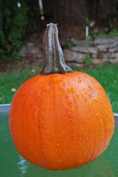 Single Pumpking with raindrops on surface on a glass patio table