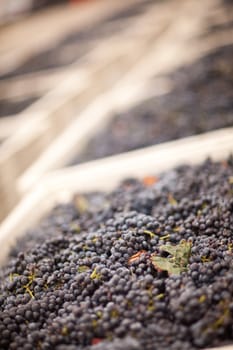 Lush Harvested Red Wine Grapes in Crates.