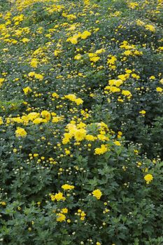 Field of Yellow Chrysanthemums with green leaves diminishing to soft focus
