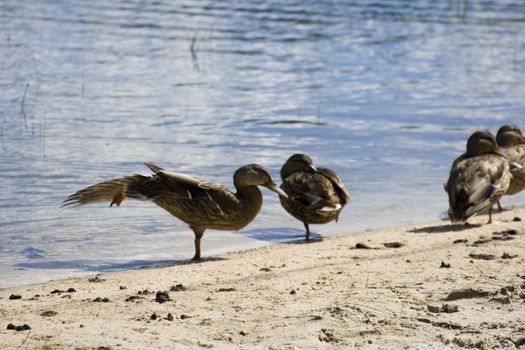 two pairs of ducks one pair stretching on a small lake in northern Michigan