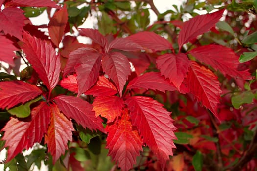 Red leaves of wild grapes in autumn season