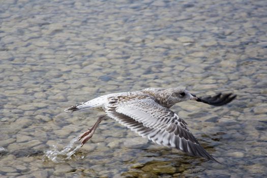 Seagull taking flight on lake huron in mackinaw city michigan during the summer