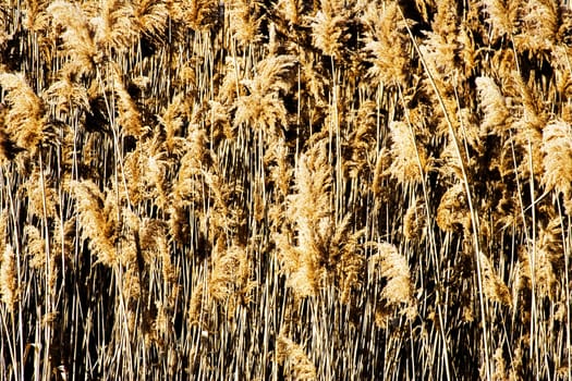 Tall grass background  vertical pattern nice and natural