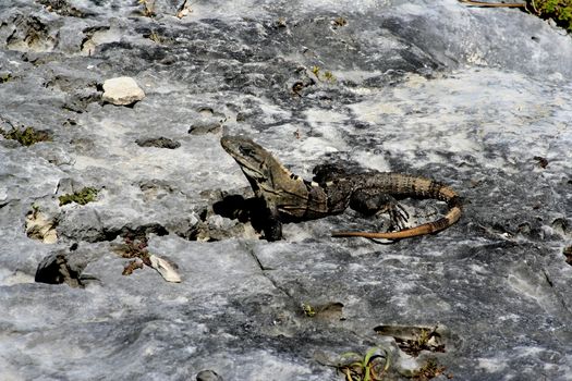 Lizard , reptile at one of the  ruins in tulum mexico
