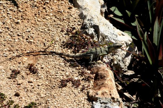 Lizard , reptile at the  ruins in tulum mexico