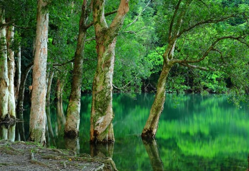 tree on water