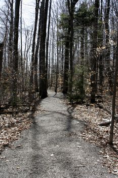 nice spring walk path in northern michigan