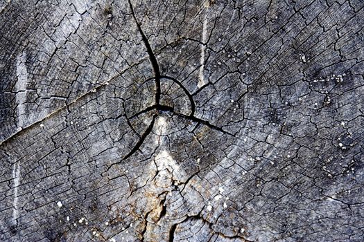 end close up view of the grain on a piece of firewood aged and dried