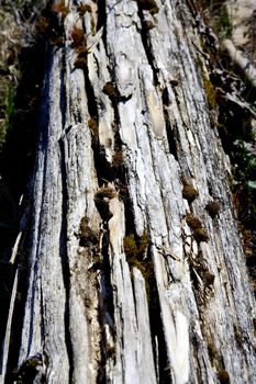 old rotten log with moss growing out of the cracks