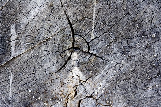 end close up view of the grain on a piece of firewood aged and dried