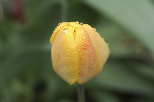 water drop on yellow rose