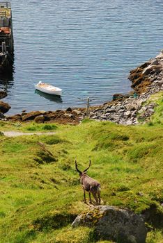 Deer looking at sea in Mageroya islend in Nordkapp comunity in Finnmark country, the small boat is fixed to the wooden fisher pier in the cost of Barents Sea