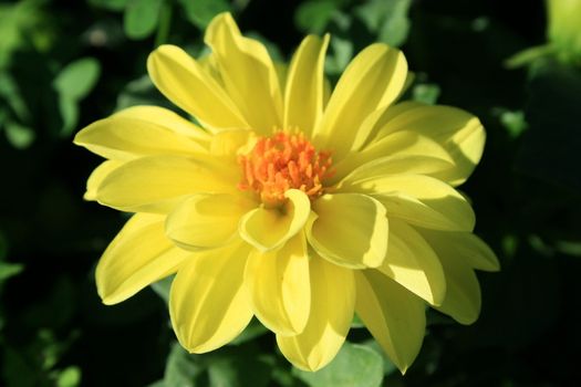 Close up of a yellow dahlia flower.
