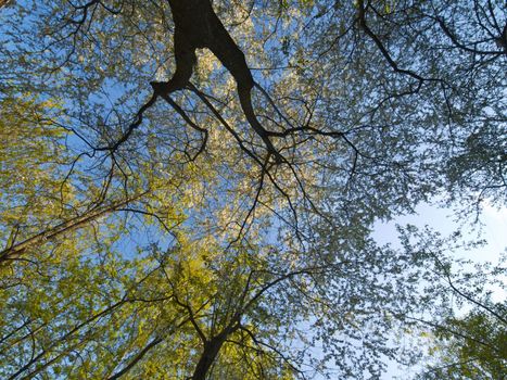 Wide angle shot of a blossoming tree branches on a sky background