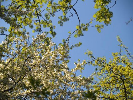 Wide angle shot of a blossoming tree branches on a sky background