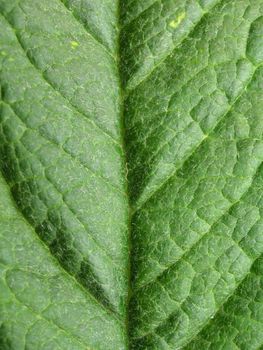 macro shot of the veins and texture of a leaf