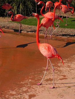 beautiful bright pink flamingos kept in captivity