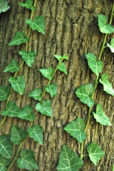 creeping ivy on a tree