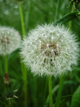a puffy dandelion covered in seeds against a green background