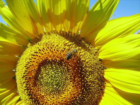 A crop of sunflowers in a huge field on a beautiful blue sky day