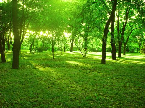 bright summer forest with green forest floor