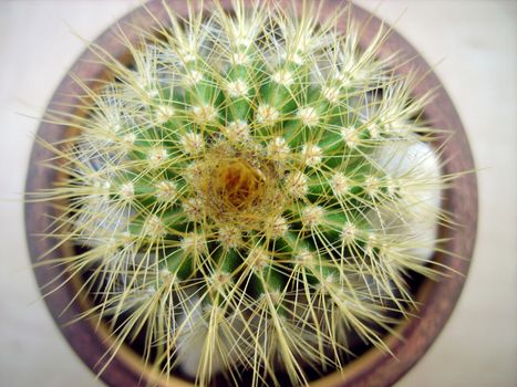 green cactus for interior decoration: beautiful desert plant