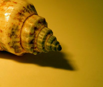 a close detail of an oceanic shellfish