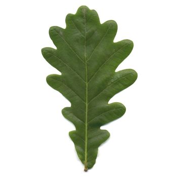 Oak tree leaf