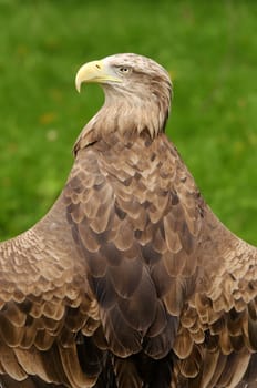 Close up of a White-tailed Eagle (Haliaeetus albicilla)