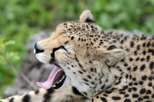 Close up of Cheetah (Acinonyx jubatus soemmeringii)