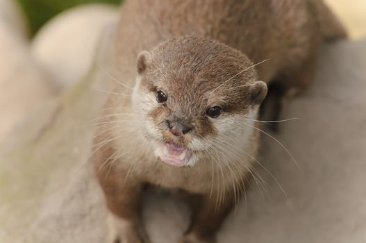 Closeup of Asian short-clawed otter (Aonyx cinerea)