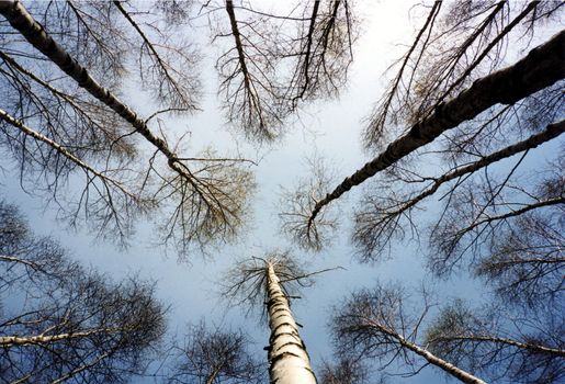 Finnish forest of birch trees