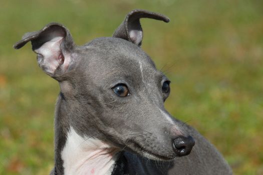 Profile of a gray Italian greyhound on a green background