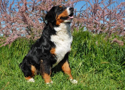 purebred bernese mountain dog sitting in the grass