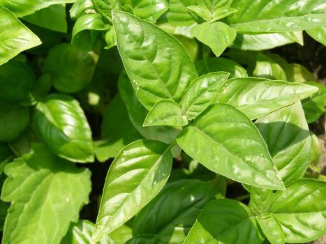 Basil