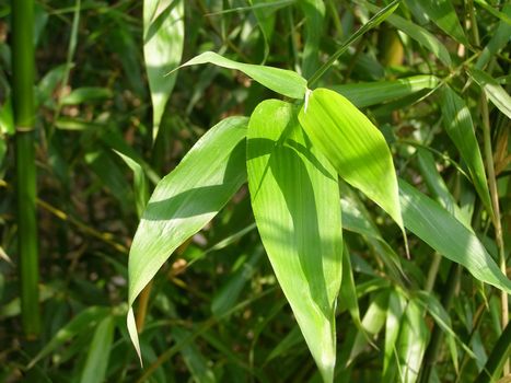 Bamboo cane tree leaf