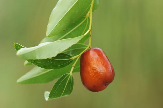 close up of Fruits of a jujube tree