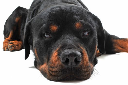 portrait of a purebred rottweiler in front of white background