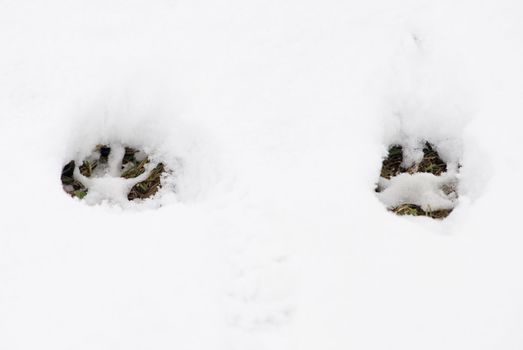 two footsteps of a big dog in a snowy background