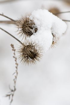 two burrs covered with snow in a dreamy winter landscape