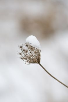 a burr covered with snow in a dreamy winter landscape