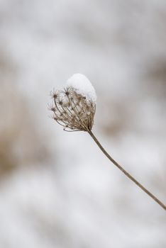 a burr covered with snow in a dreamy winter landscape