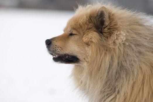 a brown eurasier dog with closed eyes looking like he had a hard day in a snowy background
