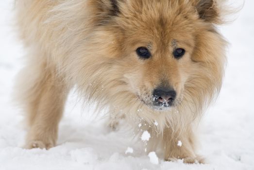 a brown eurasier dog eating snow while looking in the camera