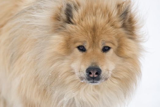 a brown eurasier dog looking right into the camera on a snowy background