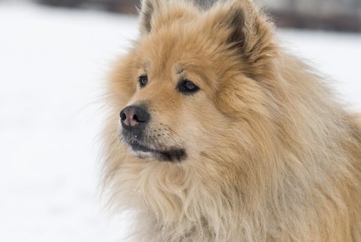 a brown eurasier dog looking worried at something distant in a snowy background